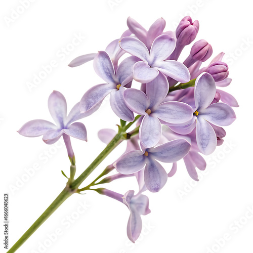 Fragrant purple lilac blossom from a spring flower isolated on a transparent background png