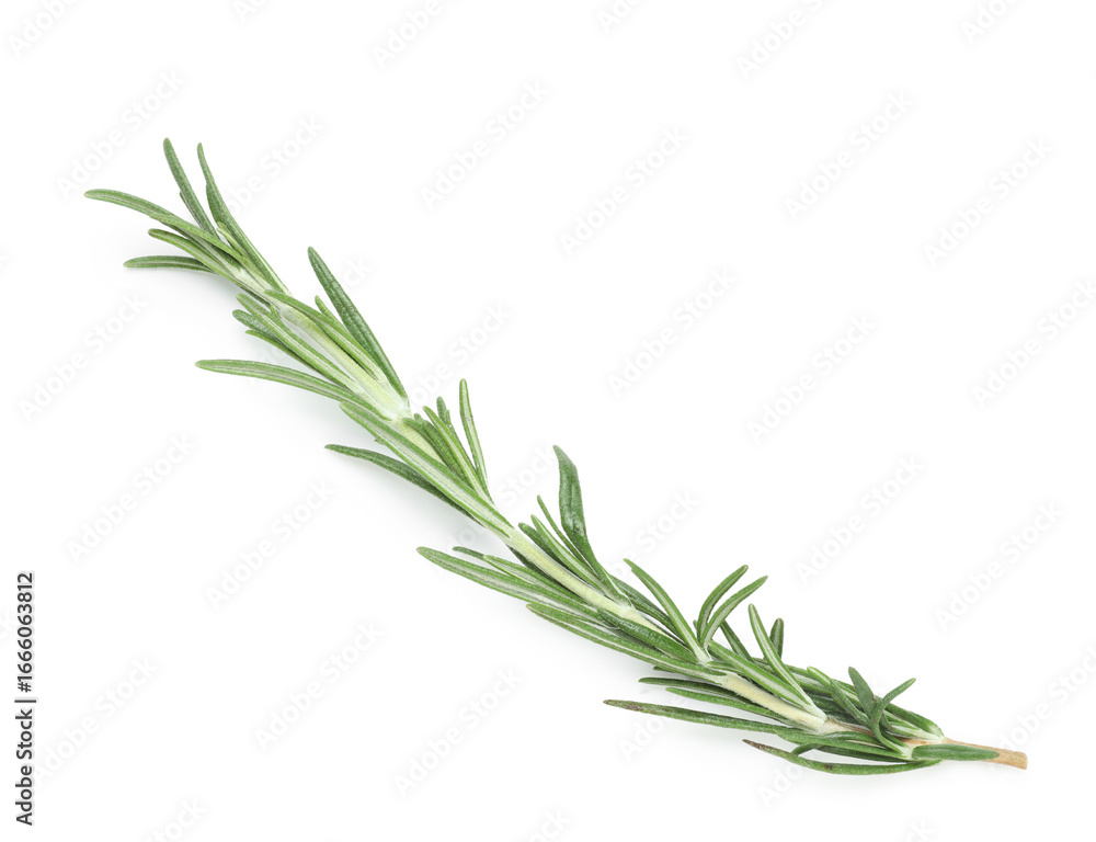 Fototapeta premium Twig of fresh rosemary isolated on white background, closeup