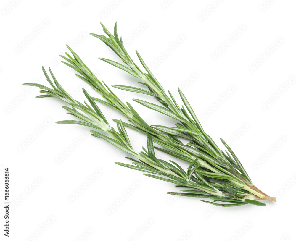 Fresh green rosemary isolated on white background, closeup Fresh green rosemary isolated on white background, closeup