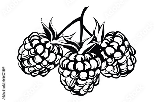 Three Raspberries with Leaves on White Background, Monochrome Design
