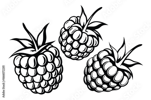 Three Black Raspberry Illustrations on White Background Elements