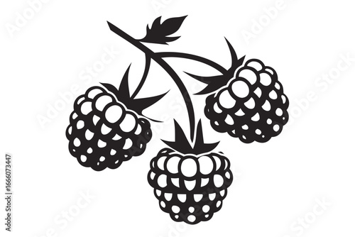 Raspberry Branch Isolated Fruit, Berry, Fresh, Black Color on White