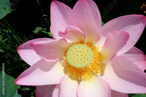 日差しを浴びる蓮の花　初夏の蓮池公園