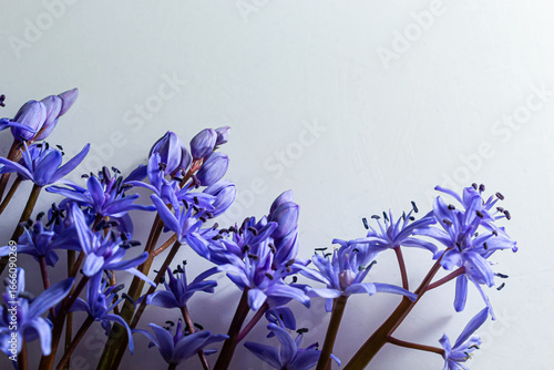 Flower design - floral border made of Scilla bifolia two-leaf squill or alpine squill isolated on white background with space for text. Spring decoration