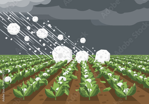 Hailstones falling on a field of green plants under a stormy sky.