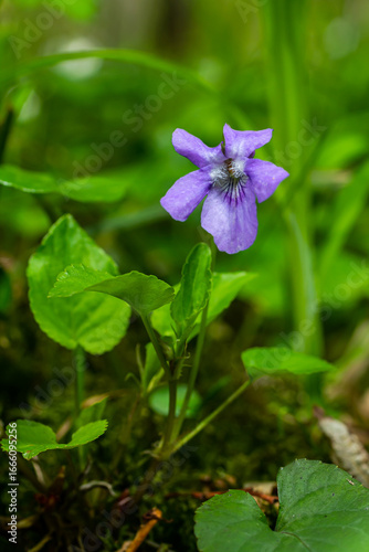 Viola odorata. Scent-scented. Violet flower forest blooming in spring. The first spring flower, purple. Wild violets in nature