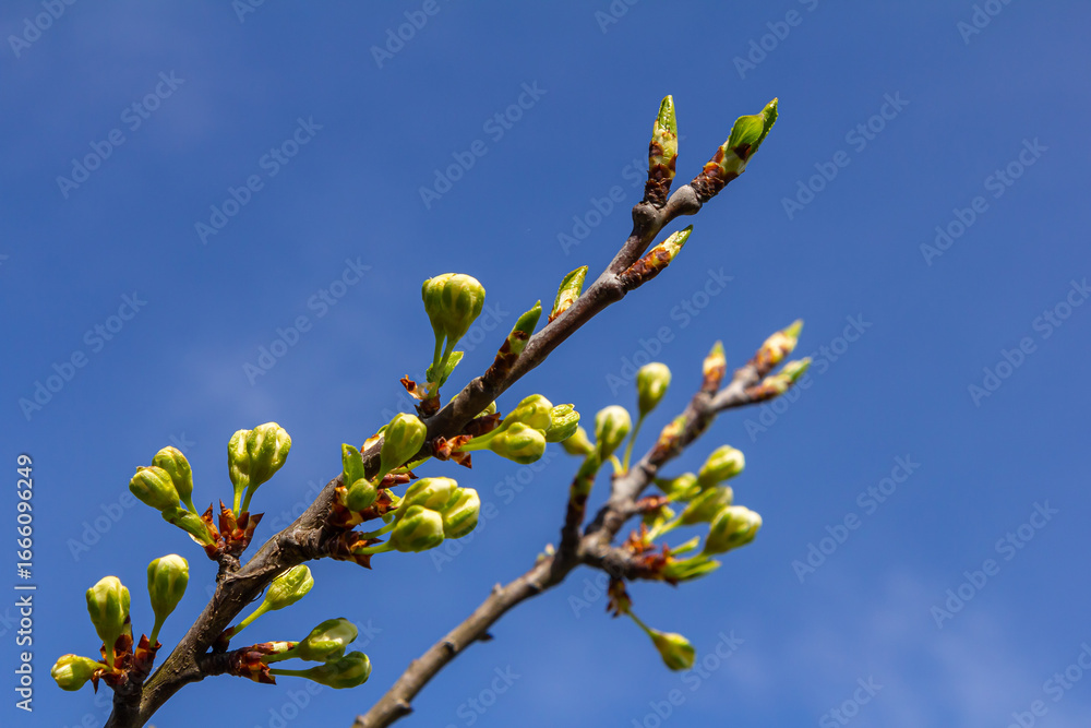Buds prunus avium, commonly called wild cherry, sweet cherry, gean, or bird cherry. Budbreak. Springtime Buds prunus avium, commonly called wild cherry, sweet cherry, gean, or bird cherry. Budbreak. Springtime