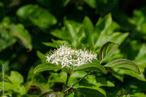 Φωτογραφία Cornus sanguinea red dog plant with flower and full leaf