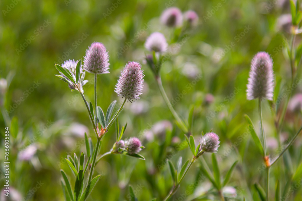 Fototapeta premium Trifolium arvense closeup. Fluffy clover in a meadow. Summer flora growing in the field. Colorful bright plants. Selective focus on the details, blurred background