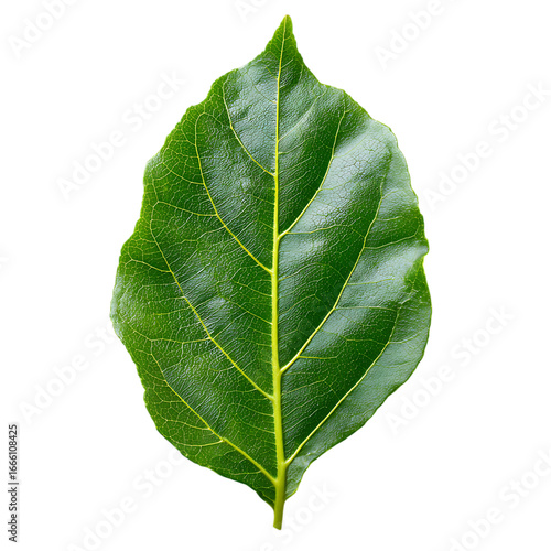 Camphor Leaf png
