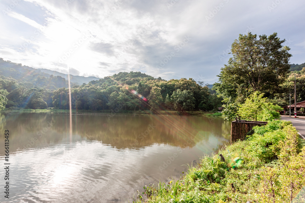 Fototapeta premium The natural background of many kinds of trees growing along the edge of a large reservoir, mountains, rivers, is a rich ecosystem that is home to many kinds of wildlife.