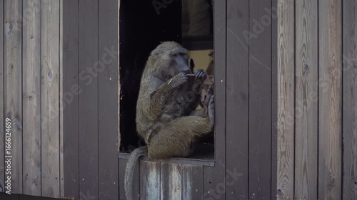 Anubis baboon at the zoo is a lmonkey native to Africa. Muzzle is elongated, hairless, black, like a dog's, which is where species gets its name from its resemblance to ancient Egyptian god Anubis.