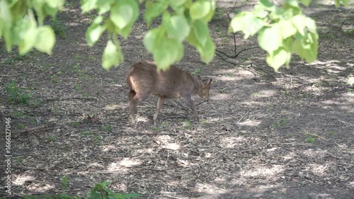 Reeves's muntjac, or Chinese muntjac, is a species of small deer native to southeastern China and Taiwan. These animals were introduced and became established in the UK and Europe. They prefer dense f