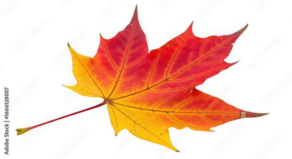 Obraz premium Red And Yellow Maple Leaf On Black