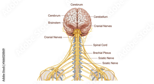 Understanding the human brain anatomy cerebrum cerebellum and spinal cord nerves for medical study