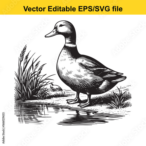 Detailed black and white illustration of a duck standing by the water with reeds