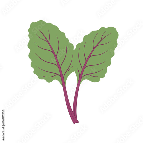 Fresh beet leaves vibrant green red veins isolated on white background healthy food ingredient garden produce