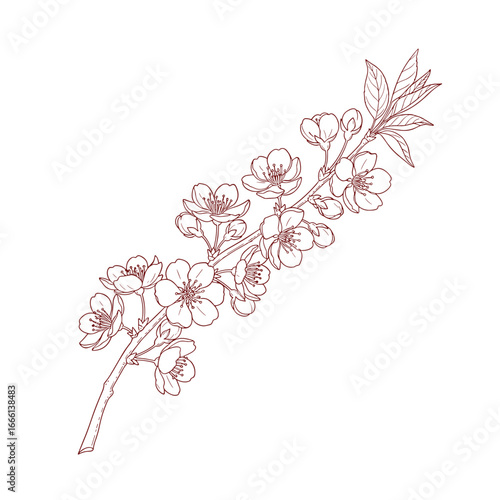 Beautiful hand drawn cherry blossom branch delicate spring floral illustration for design projects