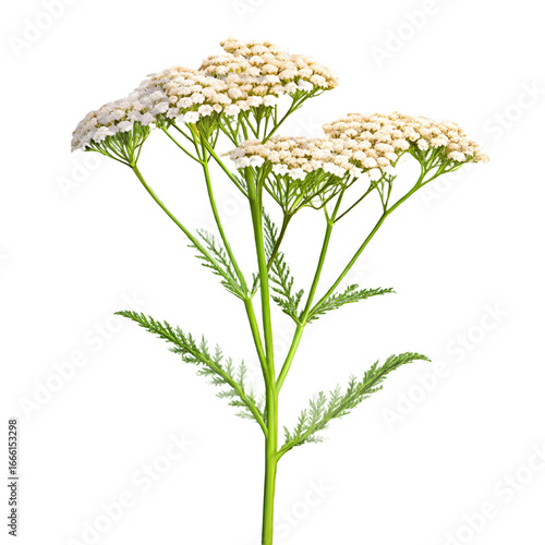 yarrow flower isolated on transparent background