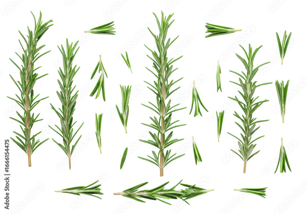 Obraz premium Pristine vibrant green rosemary sprigs and leaves artfully arranged flat lay on a clean transparent studio background with negative space, soft lighting, sharp focus, concept of culinary freshness