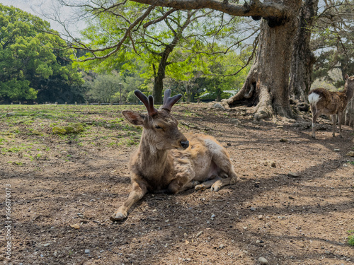 Nara deers