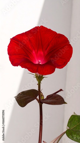 A vibrant red flower, with deep dark leaves, stands tall against a bright white background, showcasing the beauty of nature's colors.