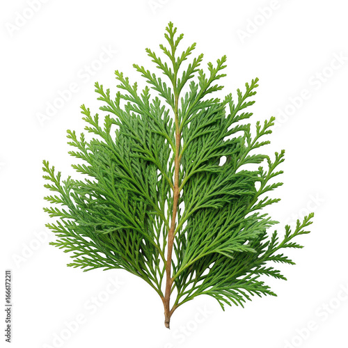 Green cedar branch isolated on transparent background