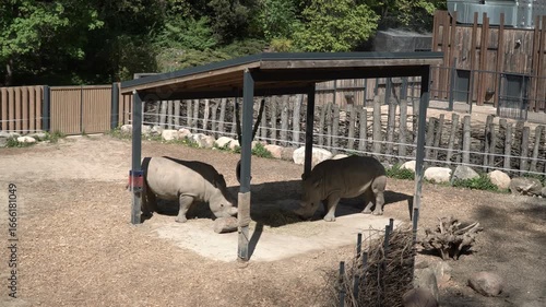 Two African rhinos in a zoo enclosure. The rhino eats dry grass and hay. Two males fight. A funny but dangerous animal in the wild. A horn on the head and thick gray skin. Safari Park