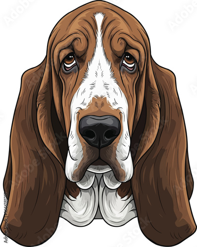 Basset Hound dog sad face head portrait front view headshot 