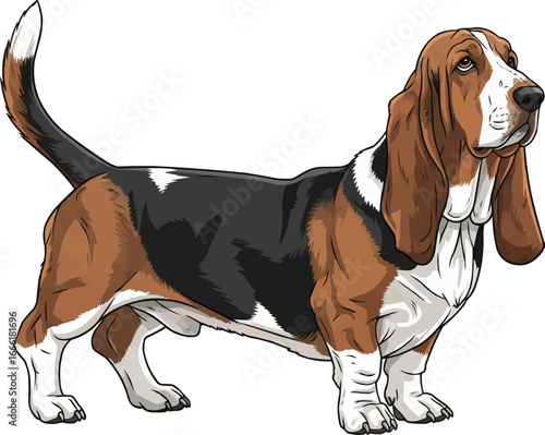 Basset Hound dog standing alert looking away vector illustration