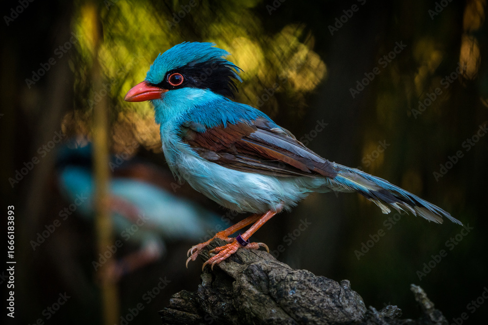 Obraz premium indochinese green magpie bird in the park