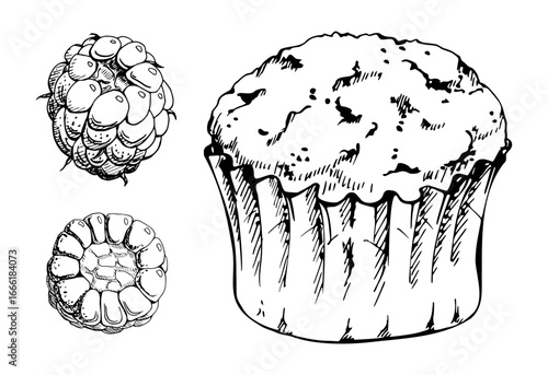 Cupcake muffin in paper liner cup with fresh raspberry, blackberry forest berries. Hand drawn in vector ink. Isolated dessert artwork for bakery branding, menu inserts, recipe books, breakfast print.