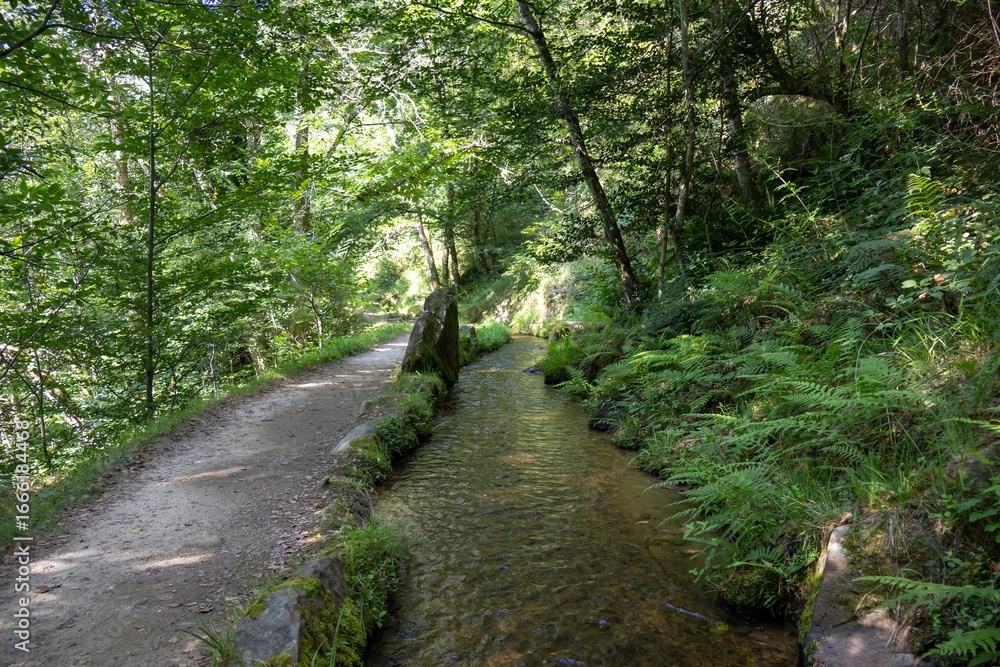 Fototapeta premium footpath in the woods
