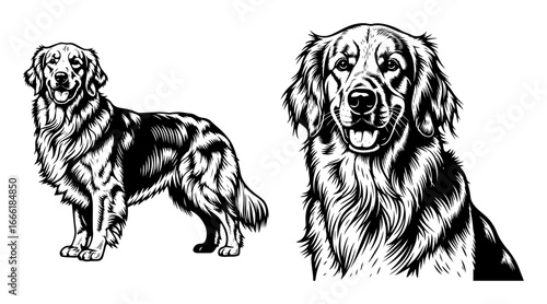 Golden retriever portrait vector illustration