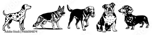 Various dog breeds lineup vector sketch