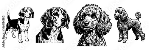 Set of dog breeds heads vector engraving