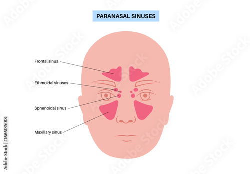 Paranasal sinus poster