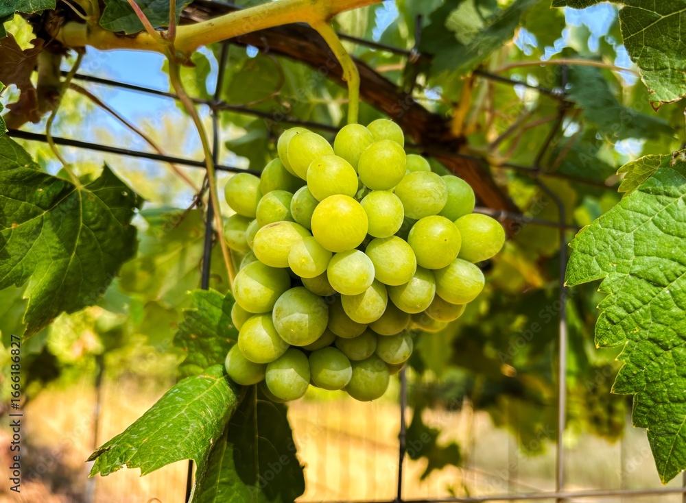 Fototapeta premium Close-up of a bunch of white grapes from organic farming with a blurred background.