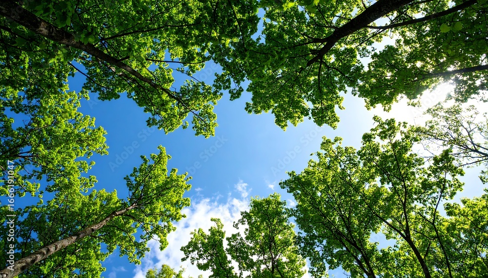 Fototapeta premium Lush green trees canopy against a bright blue sky
