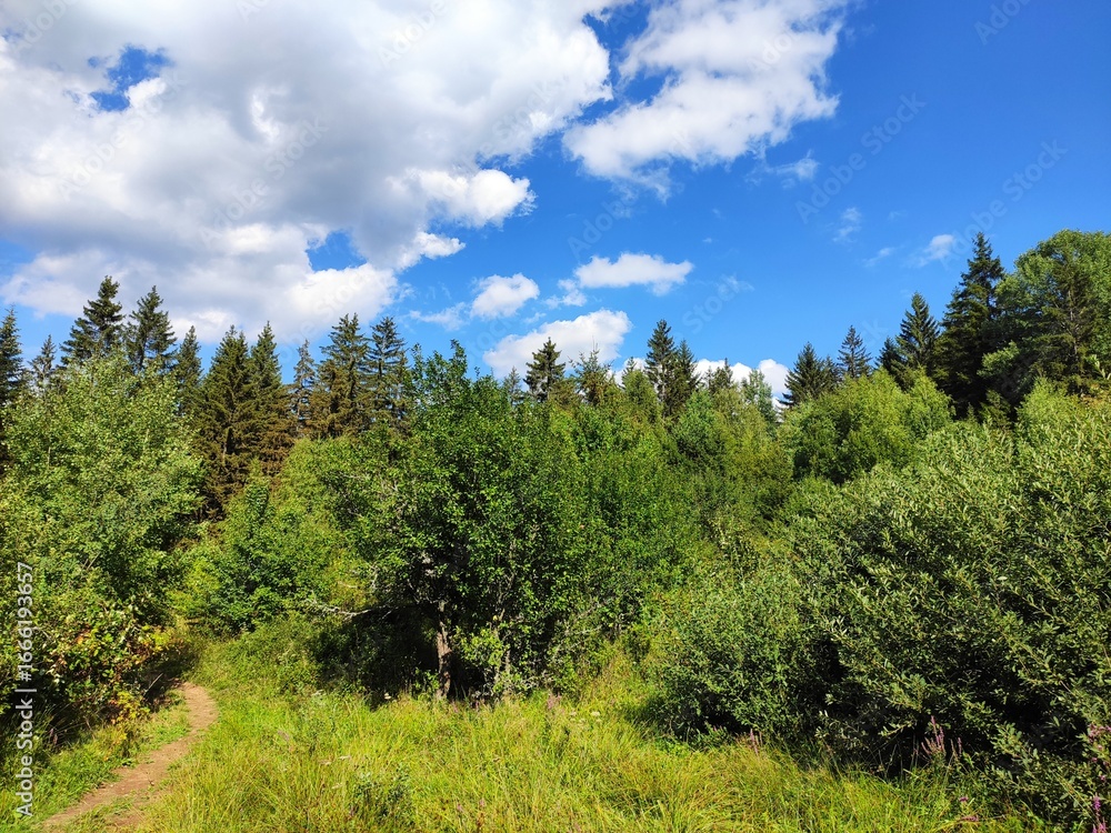 Obraz premium Beautiful forest photos. Trebević mountain