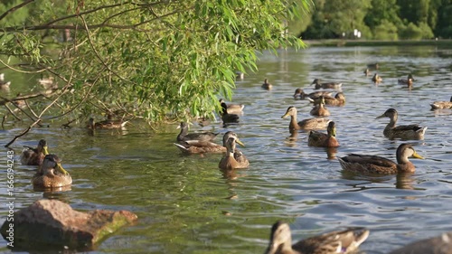 A tranquil lake scene unfolds with ducks gracefully gliding across the water. Surrounding greenery adds a calming backdrop, creating a harmonious natural setting.