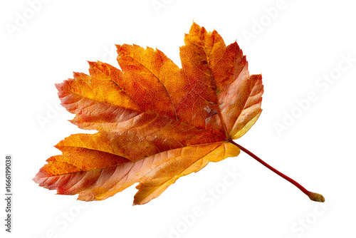 Bright autumn leaf with rich colors