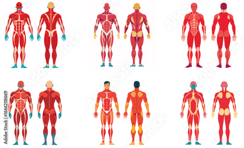 Set Of Human Muscular System Vector 