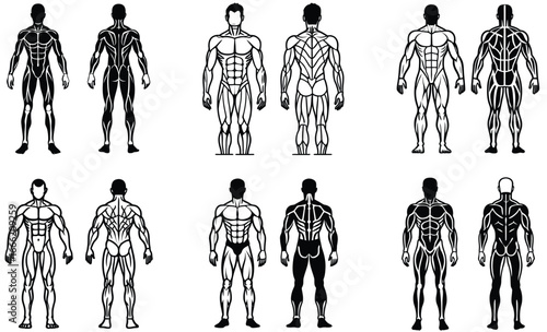 Set Of Human Muscular System Vector 