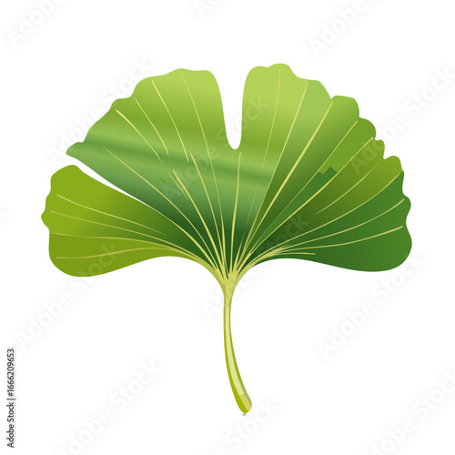 Isolated ginkgo biloba leaf artwork against a black backdrop. Green shades with natural veins and shape promote health and vitality concepts.