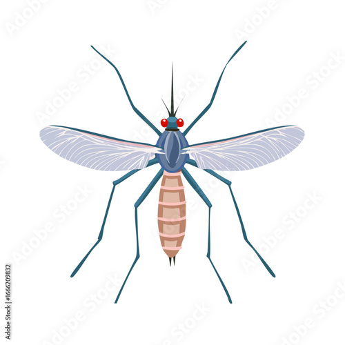 Mosquito illustration insect wings vector drawing disease carrier pest control malaria risk