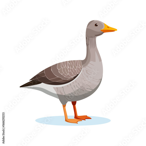 Illustration of gray goose standing on blue ice patch Vector drawing of waterfowl with orange beak and legs Isolated clip art on black