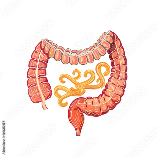 Human large intestine illustration showing anatomy, digestive system, colon health, gut flora, medical diagram, black background.