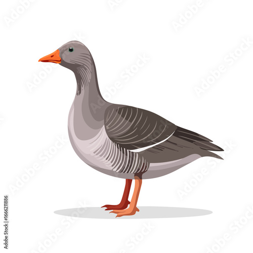 Illustration of a Greylag Goose standing Goose illustration waterfowl bird grey animal wildlife nature pond birdwatching