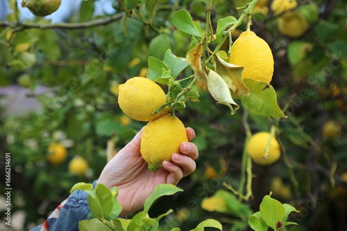 Lemon fruit tree in Spain. Lemon cultivation in comarca Marina Baixa, Alicante, Valencian Community, Spain.